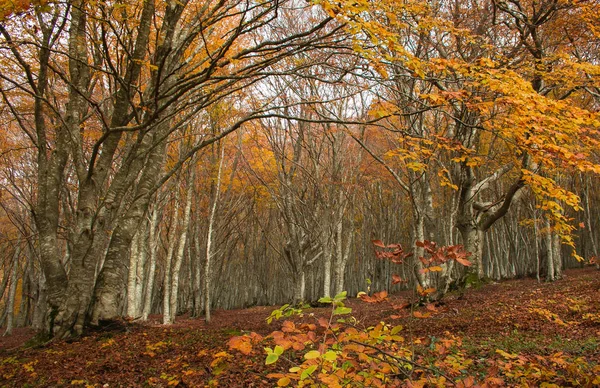 Schöner Wald Herbst Mit Orangefarbenen Blättern — Stockfoto