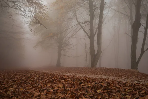 ウンブリアのモンテCucco公園 イタリア 紅葉の赤いカーペットで秋の霧の森 — ストック写真