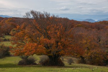 Orta İtalya 'da sonbahar ormanı, Marche bölgesi.