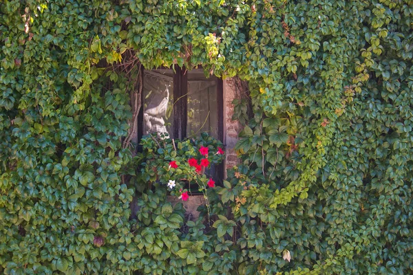 Window Vase Flower Ivy Wall — 스톡 사진