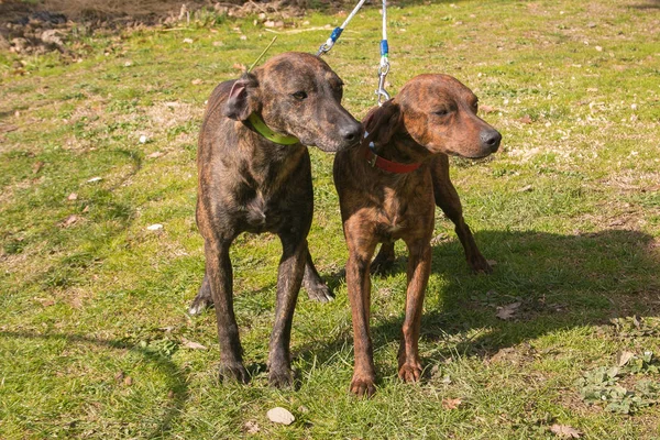 Retrato Dois Cães Segugio Maremmano Grama — Fotografia de Stock