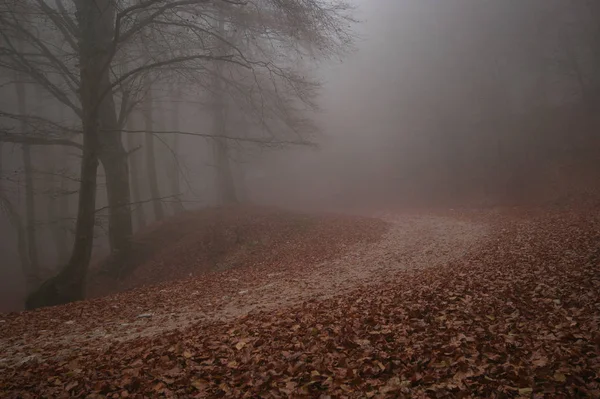 View Mountain Mystical Road Fog Autumn Season — 스톡 사진