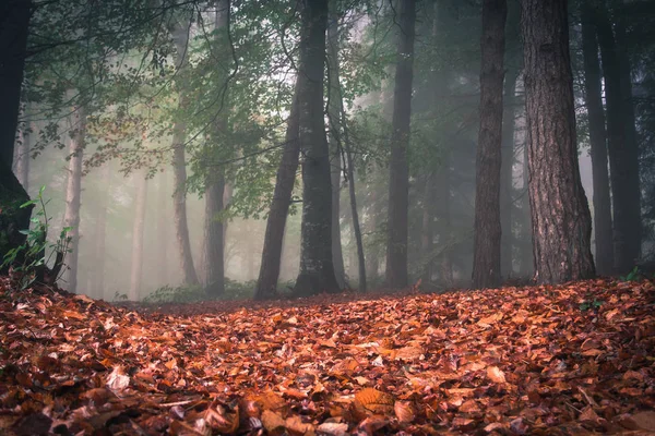 Utsikt Över Mörk Fantasiskog Naturreservatet Canfaito Marche Italien — Stockfoto