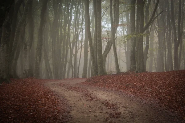 霧深いイタリアの森の中の神秘的な道 — ストック写真