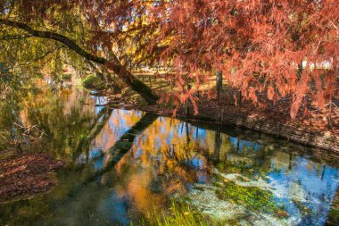 Sonbahar mevsiminde Clitunno nehri üzerindeki renkli yapraklar, Umbria