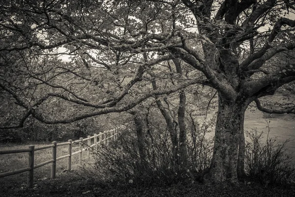 Zwart Wit Zicht Grote Beukenboom Bij Het Hek Het Natuurreservaat — Stockfoto