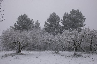 Umbria, İtalya 'daki zeytin ağaçları tarlasında büyük kar yağışı