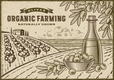 Zeytin organik tarım peyzaj