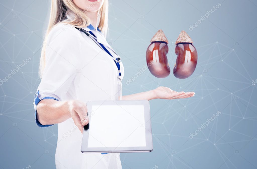 Doctor holding human organs ( kidneys) and tablet , gray background.