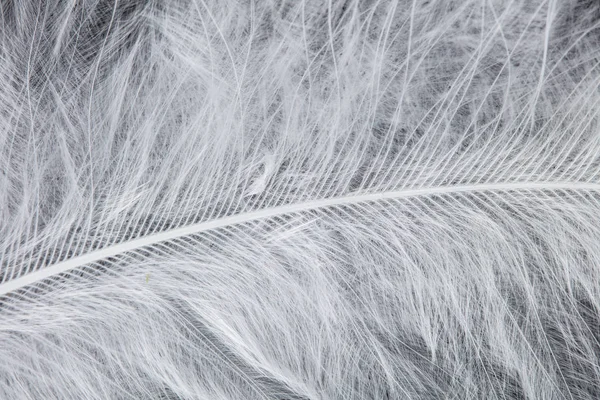 White bird feather. Fauna concept. — Stock Photo, Image