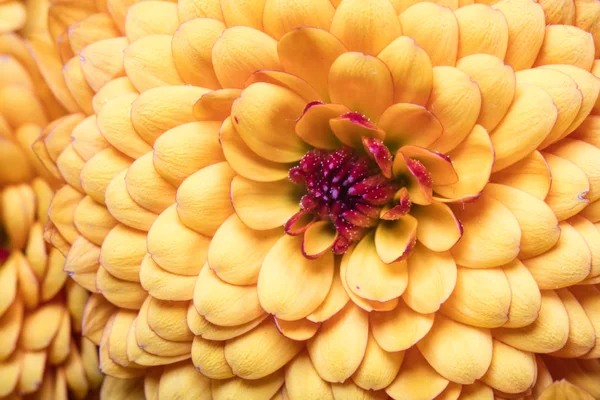 Flor naranja y hermosos pétalos. Vista macro. Foto de alta resolución — Foto de Stock