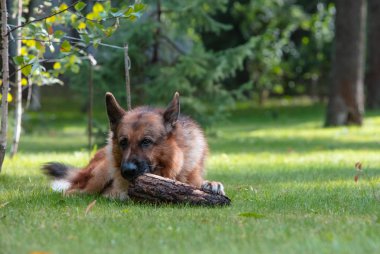 Köpek Alman çoban köpeği yeşil çimlerde tahta bir kütükle oynar. Güzel Yaz Açık Doğa.