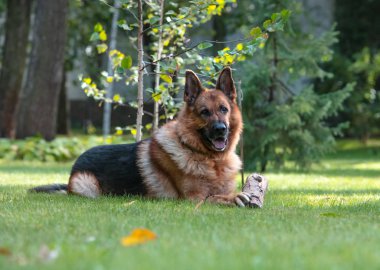 Köpek Alman çoban köpeği yeşil çimlerde tahta bir kütükle oynar. Güzel Yaz Açık Doğa.