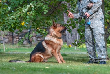 Yazın yeşil çimlerin üzerinde güçlü Alman kurdu. Köpek, arabasının komutasını yerine getiriyor..