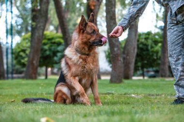 Alman köpeği yeşil çimlerde oturuyor..
