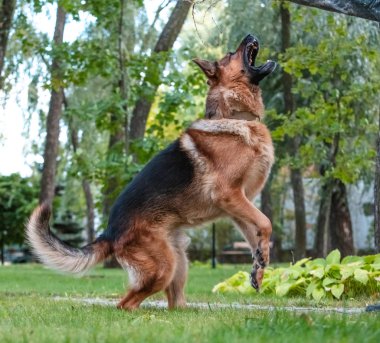 Alman köpeği Alman kurdu hareket eder, oynar ve yeşil çimlerde zıplar. Soy köpeği güneşli bir yaz gününde açık havada..