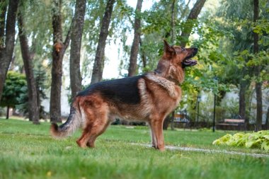 Alman köpeği Alman kurdu hareket eder, oynar ve yeşil çimlerde zıplar. Soy köpeği güneşli bir yaz gününde açık havada..