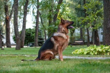 Alman köpeği yeşil çimlerde oturuyor..