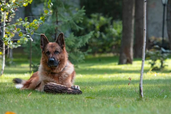 Dog German Shepherd plays with a wooden log on green grass. Beautiful Summer Outdoor Nature.