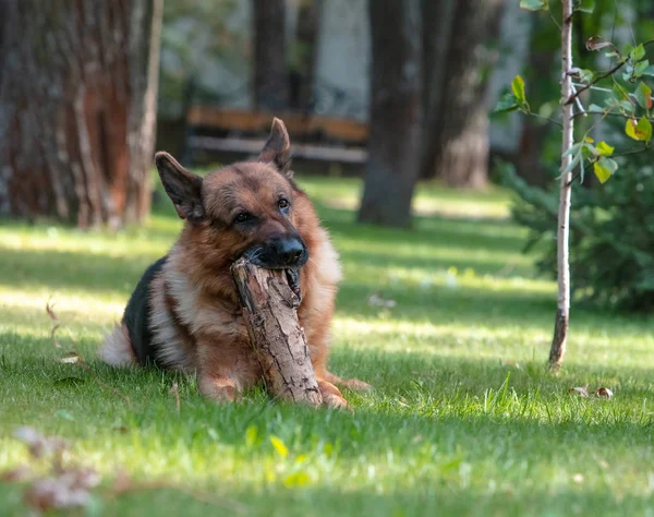 犬ドイツの羊飼いは緑の芝生の上で木製の丸太と遊ぶ。美しい夏の屋外自然. — ストック写真