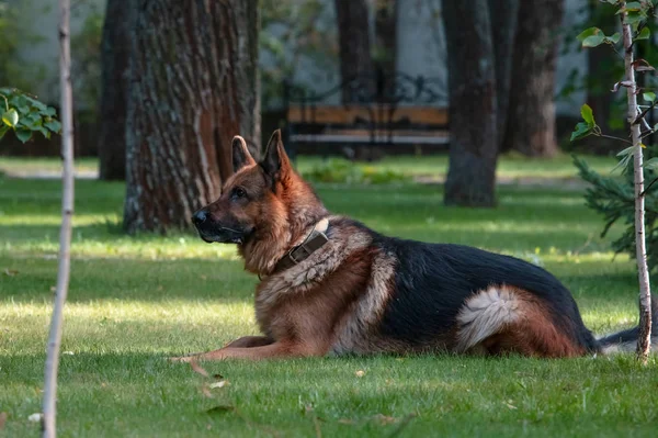 Dog German Shepherd ligt op groen gras. Mooie Zomer Buiten Natuur. — Stockfoto