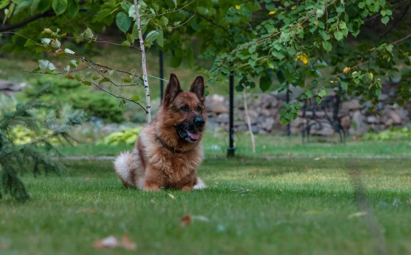 Dog German Shepherd ligt op groen gras. Mooie Zomer Buiten Natuur. — Stockfoto