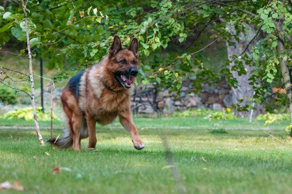 德国牧羊犬在绿色草坪上活动、玩耍和跳跃。 夏日阳光明媚，家养狗在户外. — 图库照片