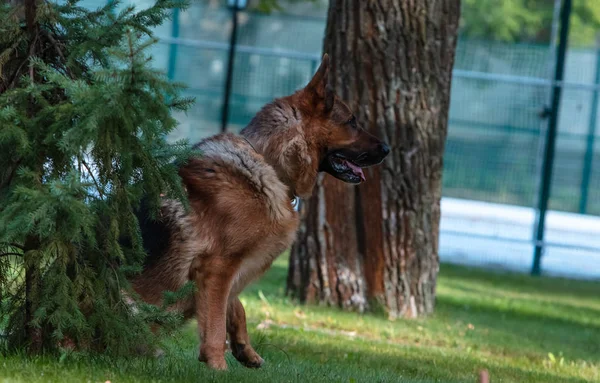 德国牧羊犬正坐在绿色草坪上靠近冷杉的地方. — 图库照片