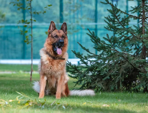 Pies Owczarek niemiecki siedzi w pobliżu jodły na zielonym trawniku. — Zdjęcie stockowe