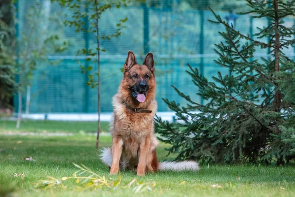 Dog German Shepherd zit vlakbij spar op het groene grasveld. — Stockfoto