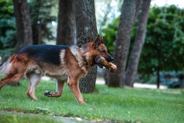 Pies Owczarek niemiecki bawi się drewnianą kłodą na zielonej trawie. Piękne lato na świeżym powietrzu Natura. — Zdjęcie stockowe