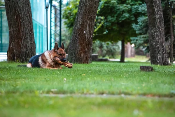 Köpek Alman kurdu yeşil çimlerin üzerinde yatıyor. Güzel Yaz Açık Doğa. — Stok fotoğraf