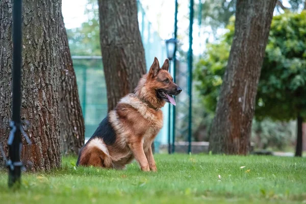 Dog German Shepherd zit op het groene grasveld. — Stockfoto