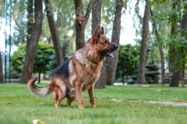 Chien berger allemand se déplace, joue et saute sur une pelouse verte. Chien de généalogie en plein air par une journée ensoleillée d'été . — Photo