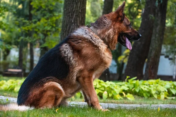Pies Owczarek niemiecki siedzi na zielonym trawniku. — Zdjęcie stockowe