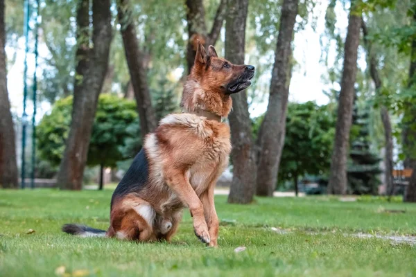 德国牧羊犬正坐在绿色的草坪上. — 图库照片