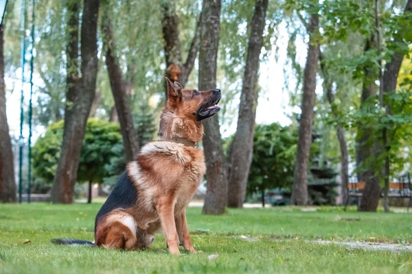 德国牧羊犬正坐在绿色的草坪上. — 图库照片