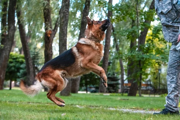 强壮的德国牧羊犬在夏天的背景下跳到绿色的草坪上。 狗在执行他的教练的命令. — 图库照片