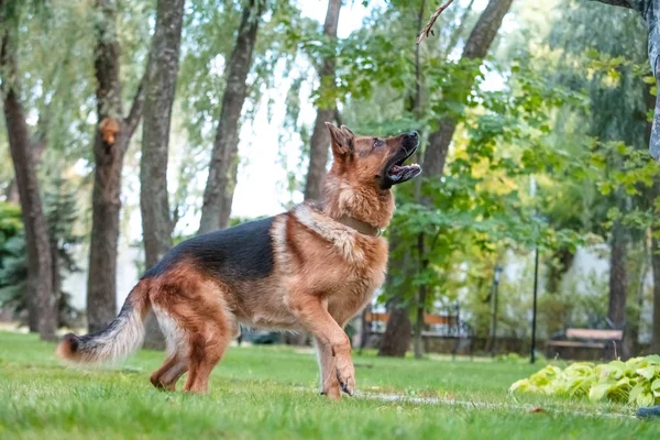 緑の芝生で犬のドイツの羊飼いの動き、再生し、ジャンプします。晴れた夏の日に屋外の血統の犬. — ストック写真