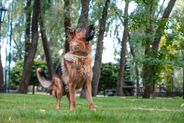 Dog German Shepherd se mueve, juega y salta sobre un césped verde. Pedigree perro al aire libre en un día soleado de verano . —  Fotos de Stock