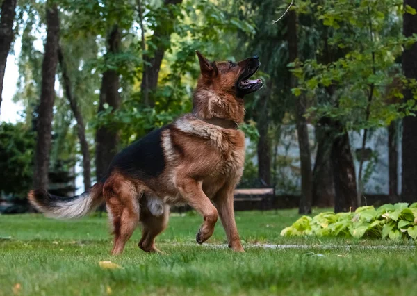 Kutya német juhász mozog, játszik és ugrál a zöld gyep. Törzskönyvezett kutya a szabadban egy napos nyári napon. — Stock Fotó