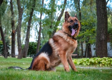 Alman köpeği yeşil çimlerin üzerinde köknar yakınında oturuyor..