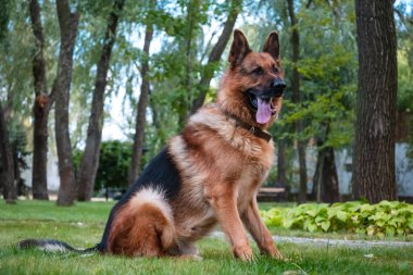 Alman köpeği yeşil çimlerin üzerinde köknar yakınında oturuyor..