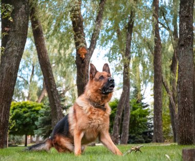 Alman köpeği Alman kurdu hareket eder, oynar ve yeşil çimlerde zıplar. Soy köpeği güneşli bir yaz gününde açık havada..