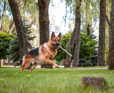 Köpek Alman çoban köpeği yeşil çimlerde tahta bir kütükle oynar. Güzel Yaz Açık Doğa.