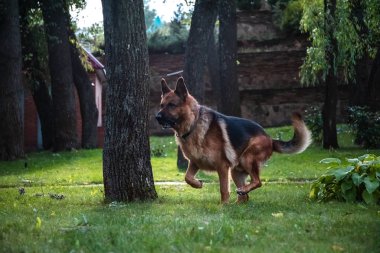 Alman köpeği Alman kurdu hareket eder, oynar ve yeşil çimlerde zıplar. Soy köpeği güneşli bir yaz gününde açık havada..