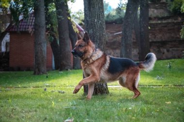 Alman köpeği Alman kurdu hareket eder, oynar ve yeşil çimlerde zıplar. Soy köpeği güneşli bir yaz gününde açık havada..