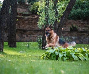 Alman köpeği Alman kurdu hareket eder, oynar ve yeşil çimlerde zıplar. Soy köpeği güneşli bir yaz gününde açık havada..