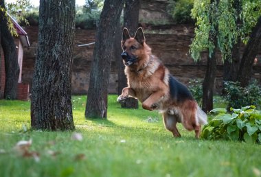 Alman köpeği Alman kurdu hareket eder, oynar ve yeşil çimlerde zıplar. Soy köpeği güneşli bir yaz gününde açık havada..