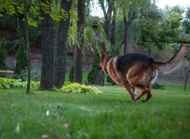 Alman köpeği Alman kurdu hareket eder, oynar ve yeşil çimlerde zıplar. Soy köpeği güneşli bir yaz gününde açık havada..